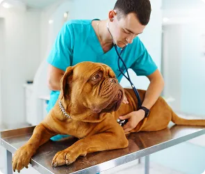 Consultation et service diagnostic