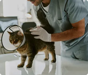 Chirurgies de stérilisation